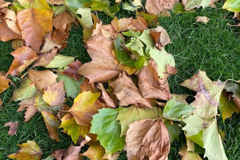 Bunte Herbstblätter Laub in verschiedenen Nuancen auf grünem Gras. Bunte Herbstblätter Laub in verschiedenen Nuancen auf grünem Gras.