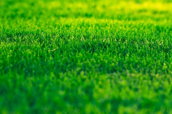 Helles, grünes Gras in sanften Wellen, mit natürlichem Licht angestrahlt. Helles, grünes Gras in sanften Wellen, mit natürlichem Licht angestrahlt.